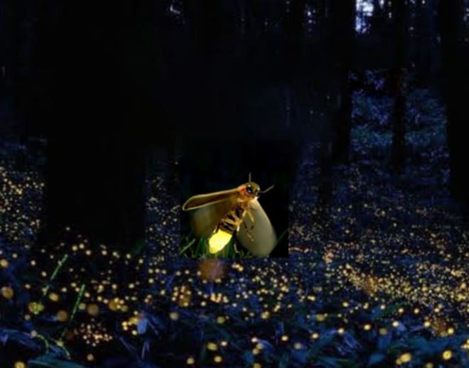 Prabalmachi Fireflies Night Trek Image