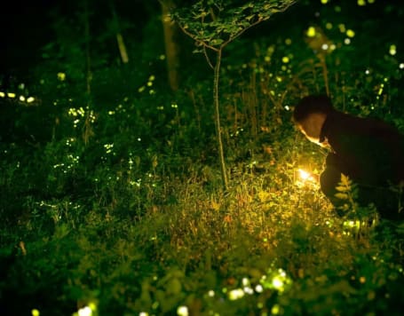 Prabalmachi Fireflies Night Trek