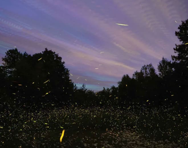 Prabalmachi Fireflies Night Trek Image