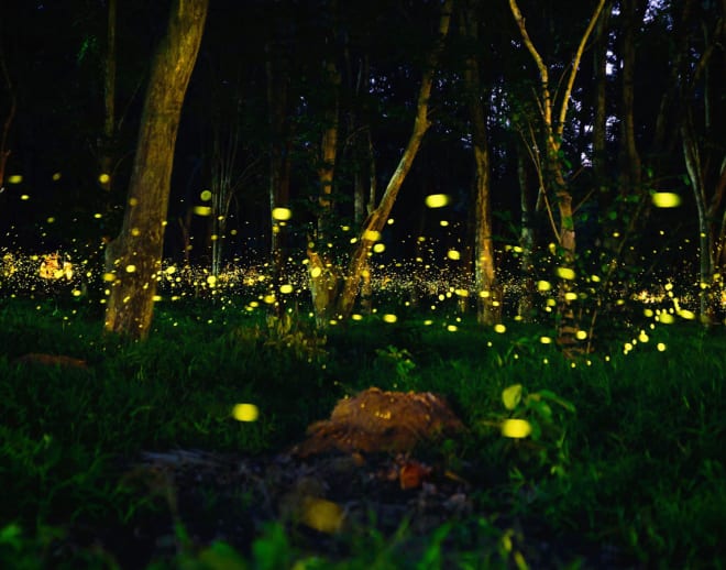 Prabalmachi Fireflies Night Trek Image